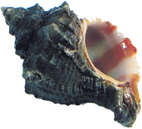 Murex